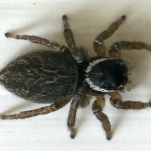 Maratus griseus at Ainslie, ACT - 25 Oct 2021 10:03 AM