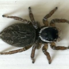 Hypoblemum griseum (Jumping spider) at Ainslie, ACT - 24 Oct 2021 by jbromilow50