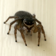 Maratus griseus at Ainslie, ACT - 25 Oct 2021 10:03 AM