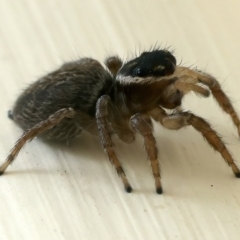 Maratus griseus at Ainslie, ACT - 25 Oct 2021 10:03 AM