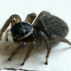 Maratus griseus at Ainslie, ACT - 25 Oct 2021 10:03 AM