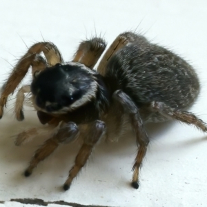 Maratus griseus at Ainslie, ACT - 25 Oct 2021 10:03 AM