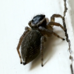 Maratus griseus at Ainslie, ACT - 25 Oct 2021 10:03 AM