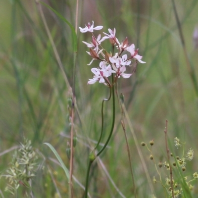 Burchardia umbellata (Milkmaids) at Felltimber Creek NCR - 5 Nov 2021 by KylieWaldon