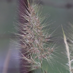 Austrostipa densiflora (Foxtail Speargrass) at Wodonga - 5 Nov 2021 by KylieWaldon