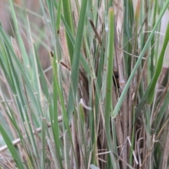 Austrostipa densiflora at West Wodonga, VIC - 6 Nov 2021 08:07 AM