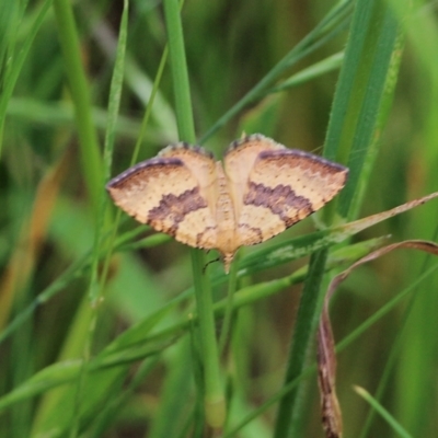 Unidentified Geometer moth (Geometridae) at West Wodonga, VIC - 5 Nov 2021 by KylieWaldon