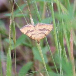 Chrysolarentia correlata at West Wodonga, VIC - 6 Nov 2021 07:45 AM