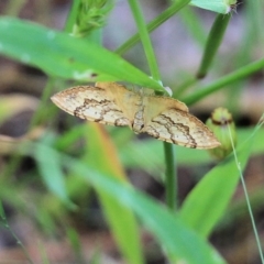 Unidentified Moth (Lepidoptera) at West Wodonga, VIC - 5 Nov 2021 by KylieWaldon