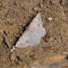 Unidentified Moth (Lepidoptera) at West Wodonga, VIC - 5 Nov 2021 by KylieWaldon