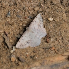 Unidentified Moth (Lepidoptera) (TBC) at West Wodonga, VIC - 5 Nov 2021 by KylieWaldon