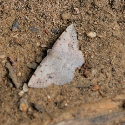 Unidentified Moth (Lepidoptera) at Felltimber Creek NCR - 5 Nov 2021 by KylieWaldon