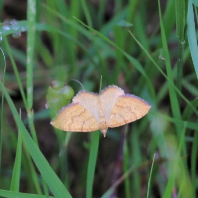 Unidentified Geometer moth (Geometridae) at West Wodonga, VIC - 5 Nov 2021 by KylieWaldon