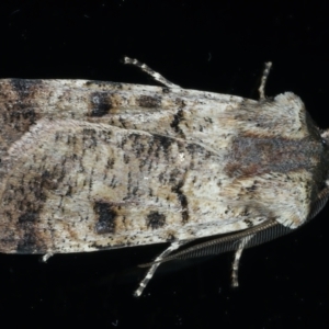 Agrotis porphyricollis at Ainslie, ACT - 25 Oct 2021