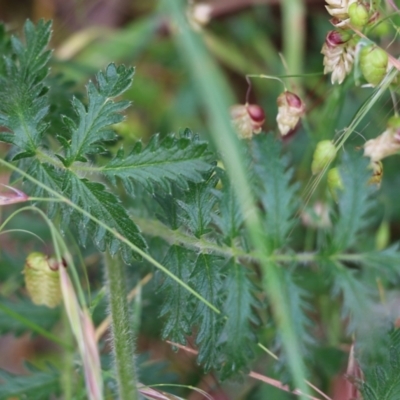 Acaena agnipila (Hairy Sheep's Burr) at Wodonga - 5 Nov 2021 by KylieWaldon