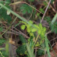 Acaena agnipila at West Wodonga, VIC - 6 Nov 2021 07:47 AM