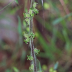 Acaena agnipila at West Wodonga, VIC - 6 Nov 2021