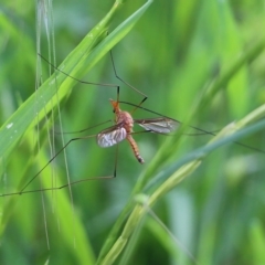 Leptotarsus (Macromastix) costalis (Common Brown Crane Fly) at Wodonga - 5 Nov 2021 by KylieWaldon