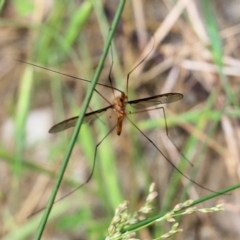 Leptotarsus (Macromastix) costalis at West Wodonga, VIC - 6 Nov 2021 07:50 AM