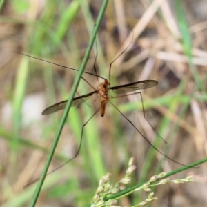 Leptotarsus (Macromastix) costalis at West Wodonga, VIC - 6 Nov 2021 07:50 AM