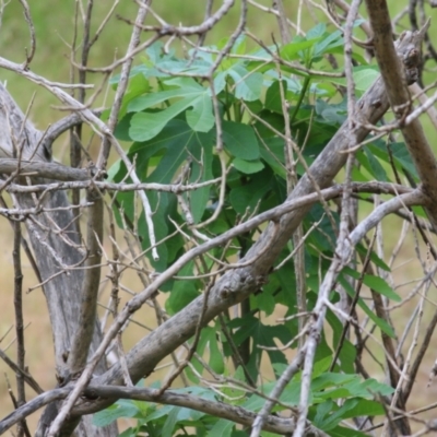 Ficus carica (Fig) at Wodonga - 5 Nov 2021 by KylieWaldon