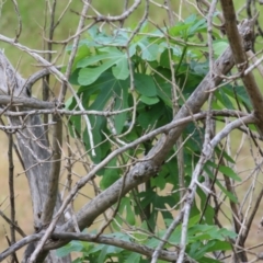 Ficus carica (Fig) at West Wodonga, VIC - 5 Nov 2021 by KylieWaldon