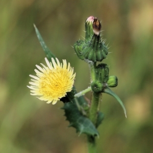 Sonchus oleraceus at West Wodonga, VIC - 6 Nov 2021