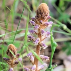 Orobanche minor (Broomrape) at Wodonga - 5 Nov 2021 by KylieWaldon