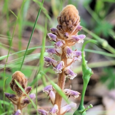 Orobanche minor (Broomrape) at West Wodonga, VIC - 5 Nov 2021 by KylieWaldon