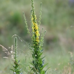 Verbascum virgatum (Green Mullein) at Wodonga - 5 Nov 2021 by KylieWaldon