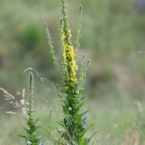 Verbascum virgatum at West Wodonga, VIC - 6 Nov 2021 08:13 AM