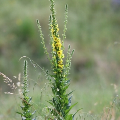 Verbascum virgatum (Green Mullein) at West Wodonga, VIC - 6 Nov 2021 by KylieWaldon