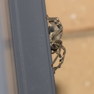 Neosparassus calligaster at Higgins, ACT - 2 Nov 2021