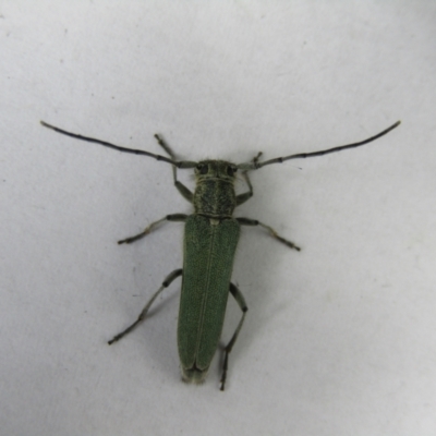 Phytoecia caerulescens (Paterson's curse stem beetle) at McKellar, ACT - 6 Nov 2021 by Amata