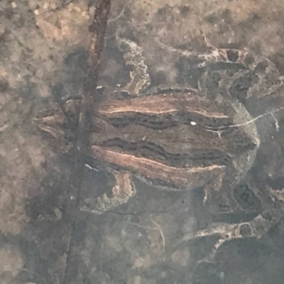 Crinia sp. (genus) (A froglet) at Red Hill Nature Reserve - 6 Nov 2021 by TexanReptilian