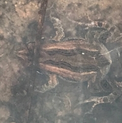 Crinia sp. (genus) (A froglet) at Deakin, ACT - 6 Nov 2021 by TexanReptilian
