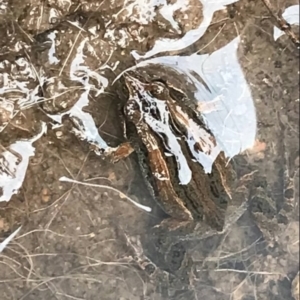 Crinia sp. (genus) at Deakin, ACT - 6 Nov 2021