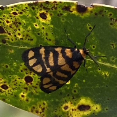 Asura lydia (Lydia Lichen Moth) at Jerrabomberra, NSW - 6 Nov 2021 by Steve_Bok