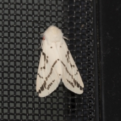 Ardices canescens (Dark-spotted Tiger Moth) at Higgins, ACT - 1 Nov 2021 by AlisonMilton