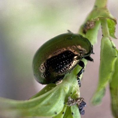 Chrysolina quadrigemina (Greater St Johns Wort beetle) at Jerrabomberra, NSW - 6 Nov 2021 by SteveBorkowskis