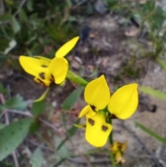 Diuris sulphurea (Tiger orchid) at Corang, NSW - 24 Oct 2021 by LeonieWood