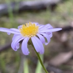 Brachyscome rigidula (Hairy Cut-leaf Daisy) at Googong, NSW - 6 Nov 2021 by SteveBorkowskis