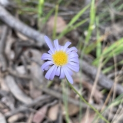 Brachyscome rigidula at Googong, NSW - 6 Nov 2021 06:36 PM