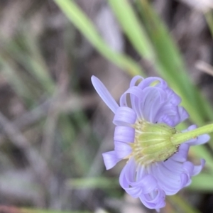 Brachyscome rigidula at Googong, NSW - 6 Nov 2021 06:36 PM