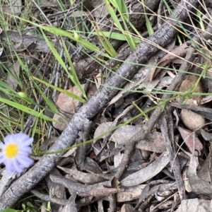 Brachyscome rigidula at Googong, NSW - 6 Nov 2021 06:36 PM