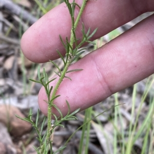 Brachyscome rigidula at Googong, NSW - 6 Nov 2021