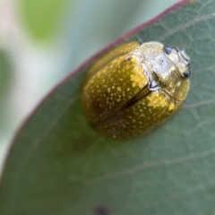 Paropsisterna cloelia (Eucalyptus variegated beetle) at Googong, NSW - 6 Nov 2021 by SteveBorkowskis