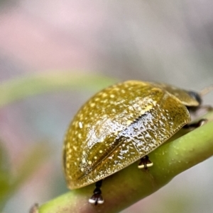 Paropsisterna cloelia at Googong, NSW - 6 Nov 2021