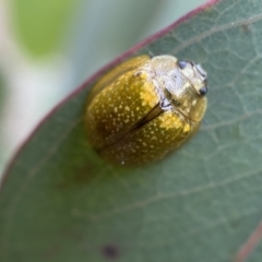 Paropsisterna cloelia at Googong, NSW - 6 Nov 2021