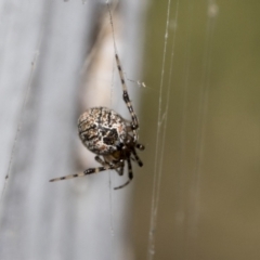 Cryptachaea veruculata (Diamondback comb-footed spider) at Scullin, ACT - 31 Oct 2021 by AlisonMilton
